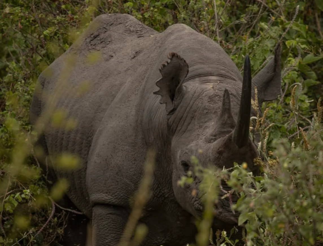 5 Days Tanzania Luxury Safari