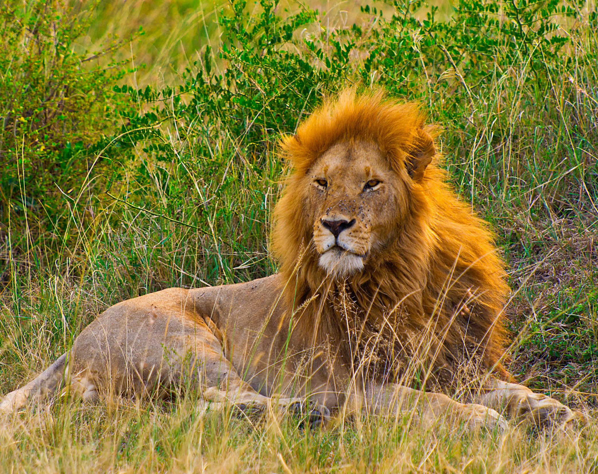 6 Days Maasai Mara & Great Lakes Budget Safari