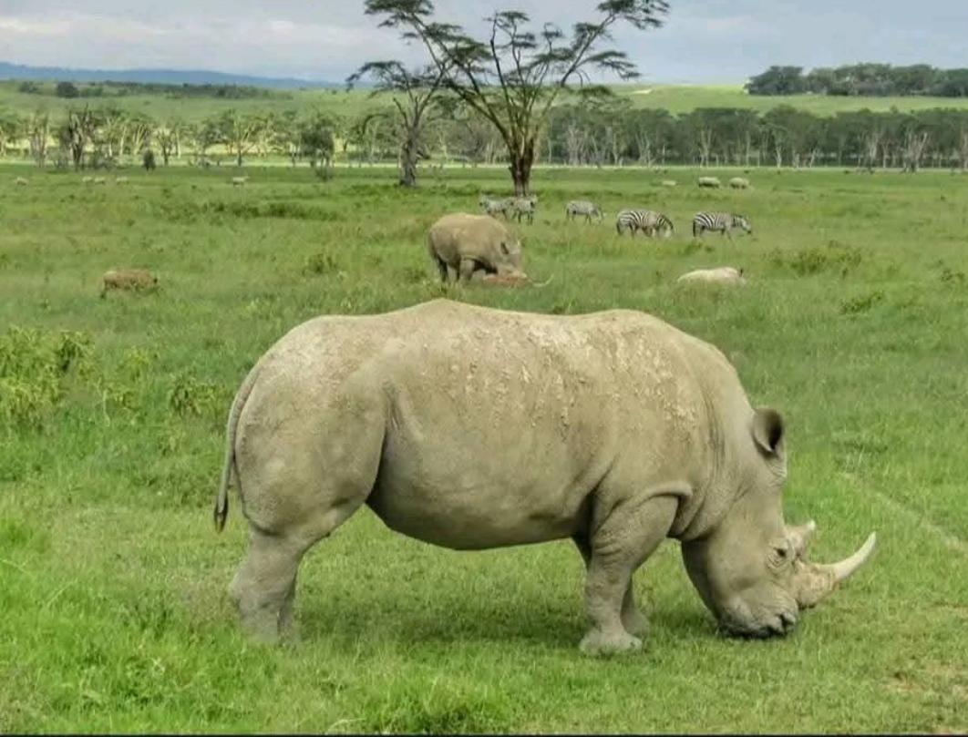 6 Days Maasai Mara & Great Lakes Budget Safari