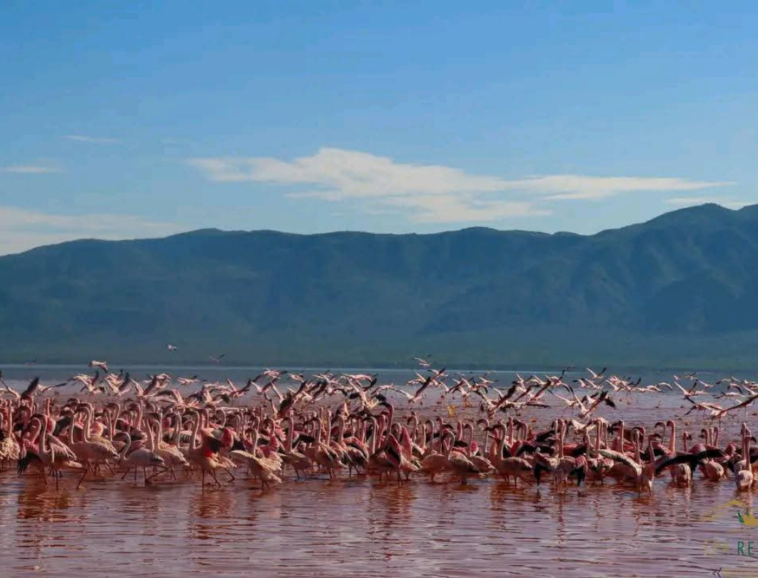 6 Days Maasai Mara & Great Lakes Budget Safari