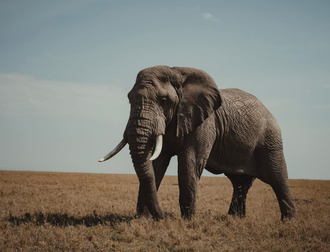 6 Days Maasai Mara,Lake Nakuru & Amboseli Photography Safari