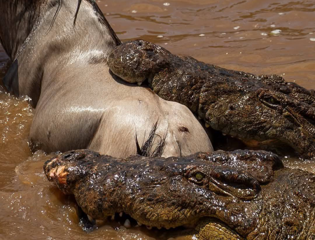 6 Days Maasai Mara,Lake Nakuru & Amboseli Photography Safari