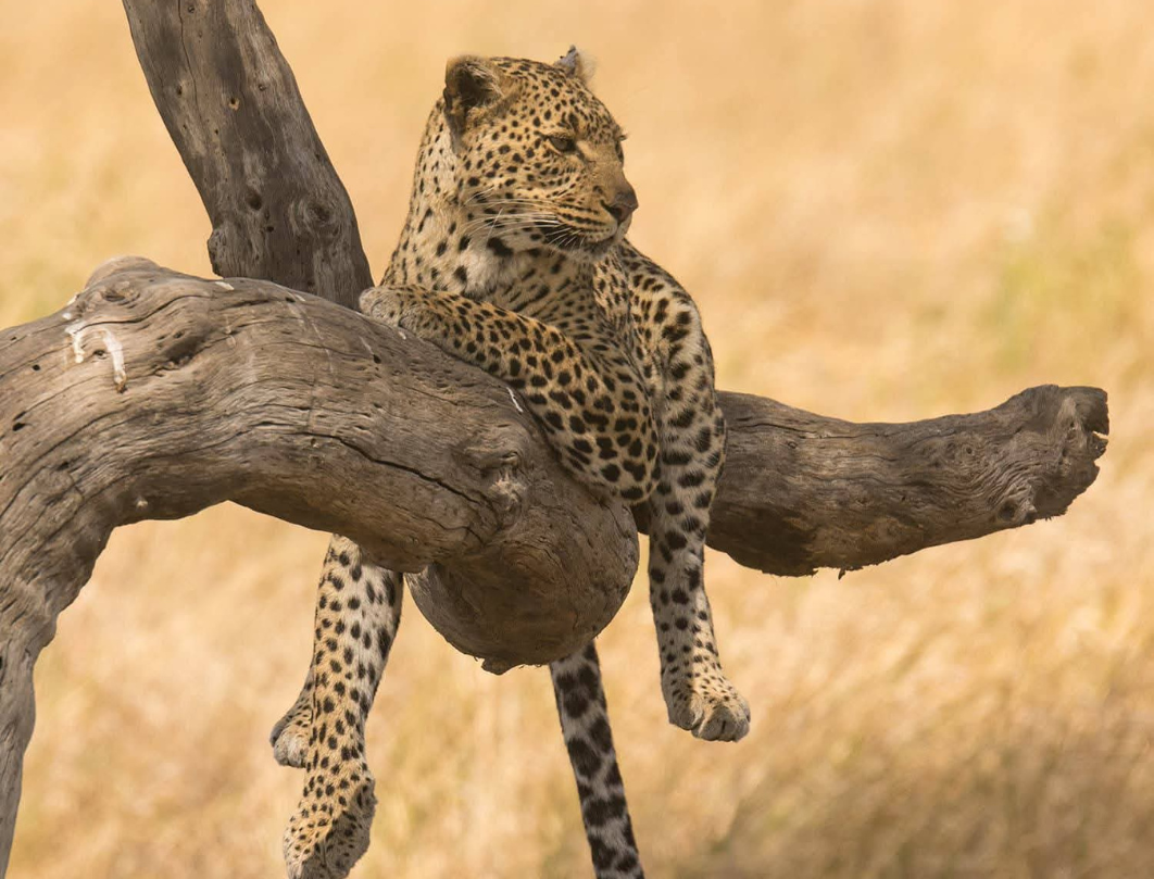 6 Days Tanzania Honeymoon Safari
