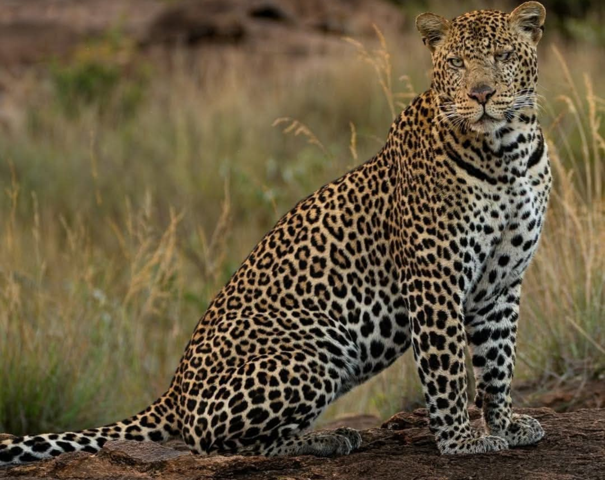 6 Days Tanzania Luxury Safari