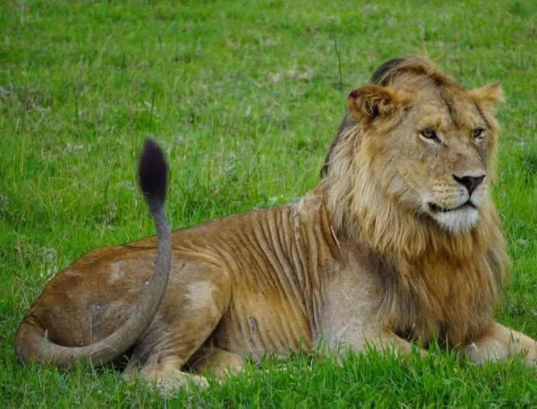 6 Days Tanzania Luxury Safari