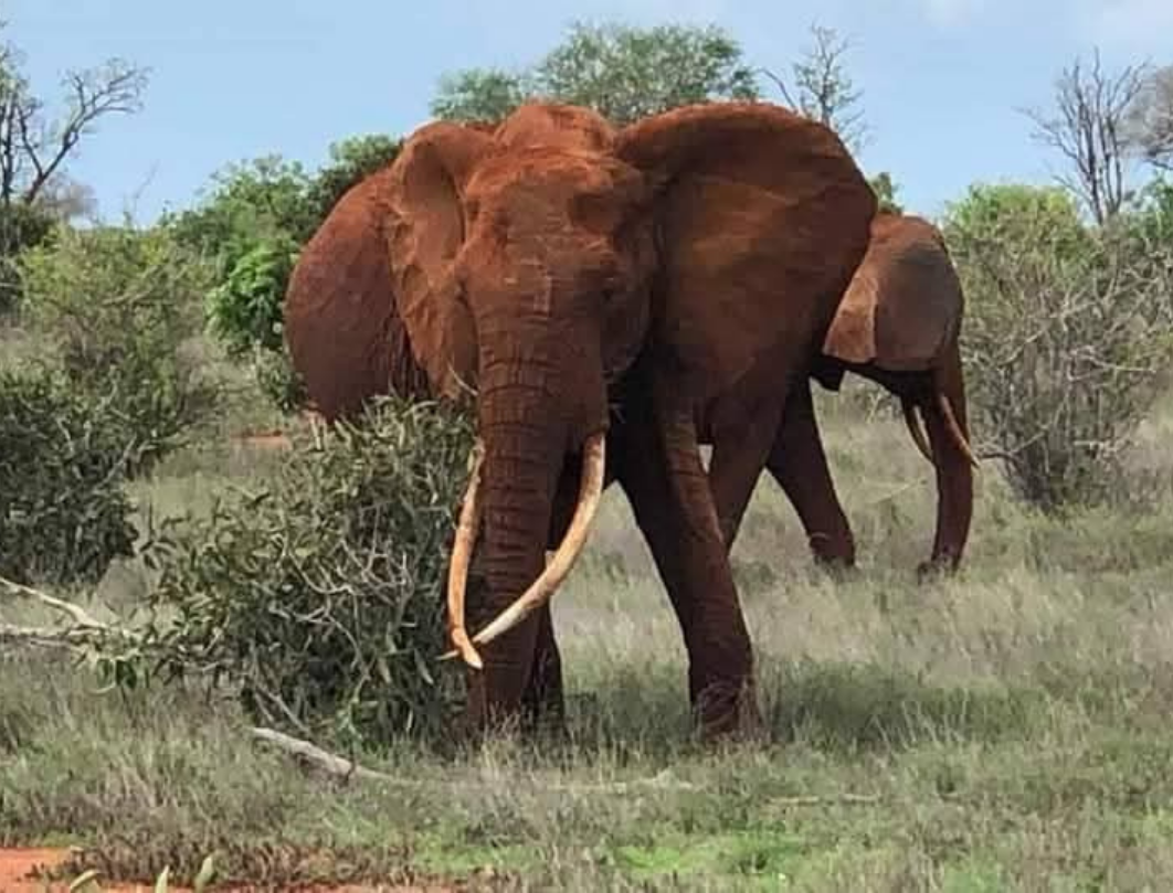 7 Days Romantic Honeymoon Safari 