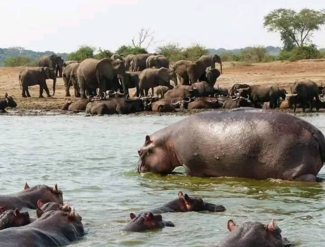 7 Days Romantic Honeymoon Safari 