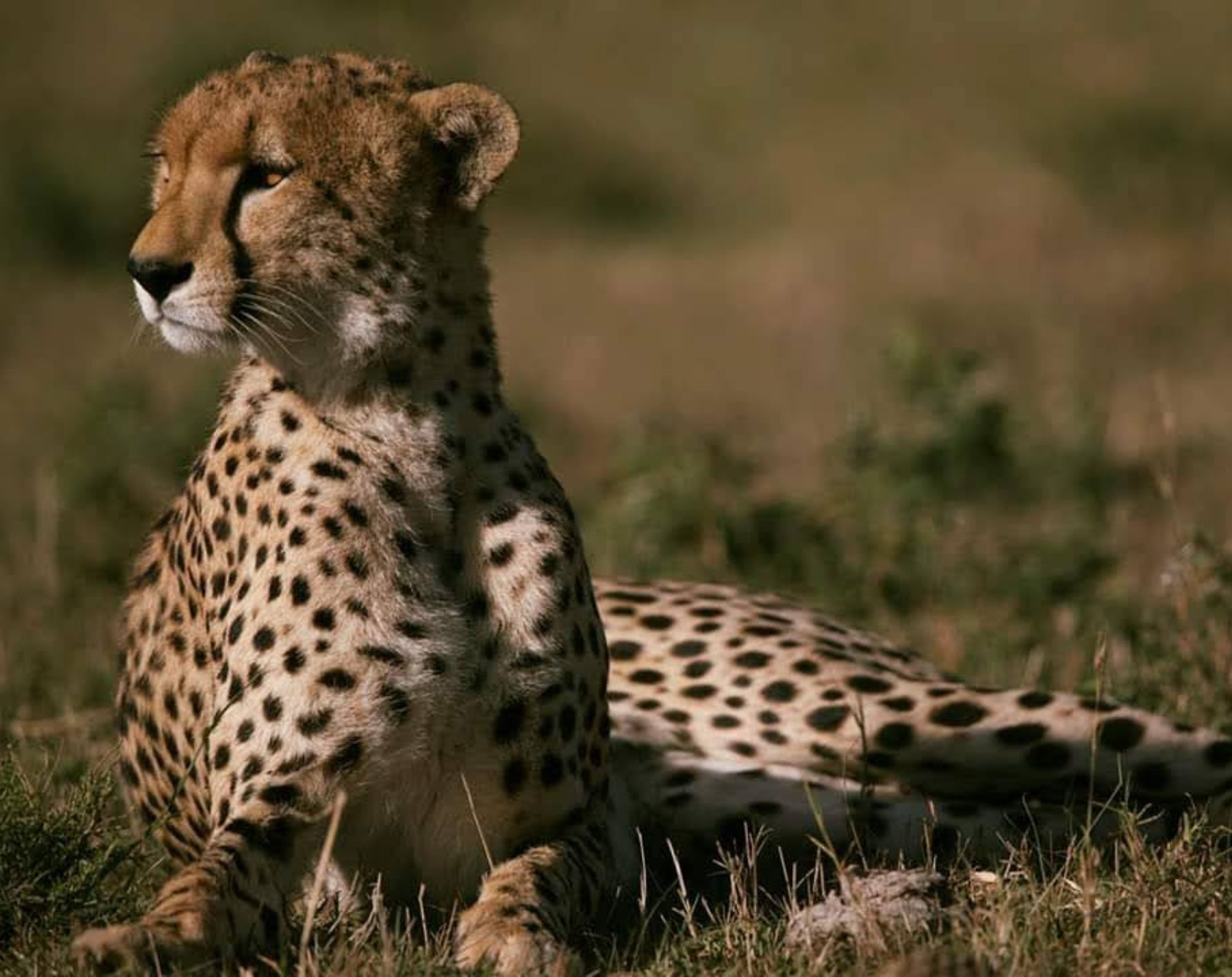 7 Days Romantic Honeymoon Safari 