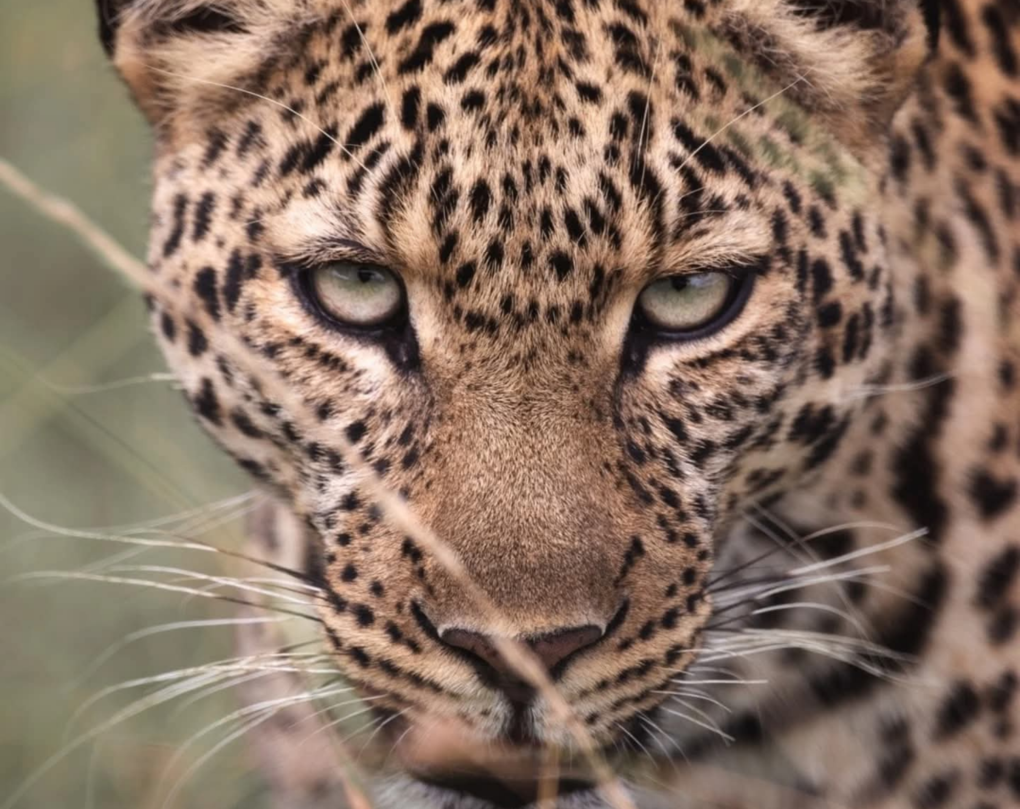7 Days Kenya Luxury Safari Experience 