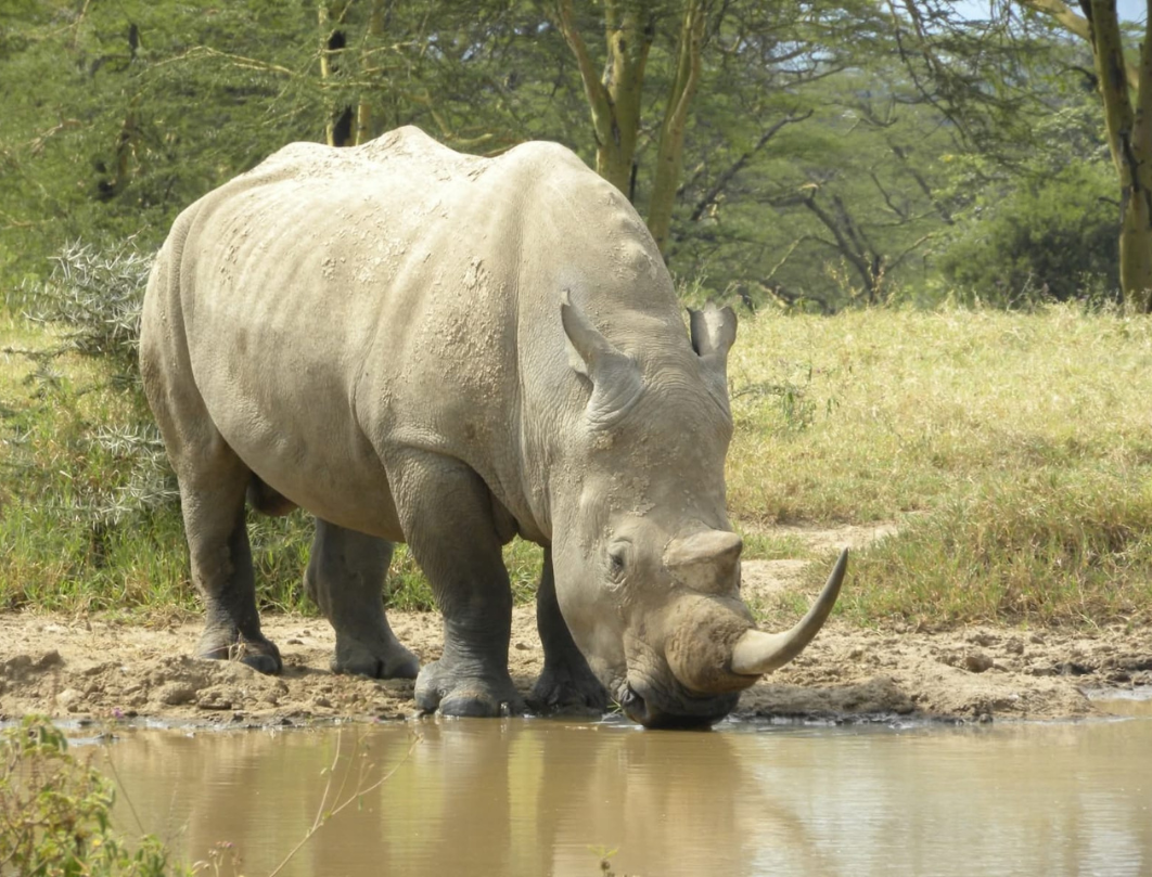 7 Days Kenya Luxury Safari Experience 