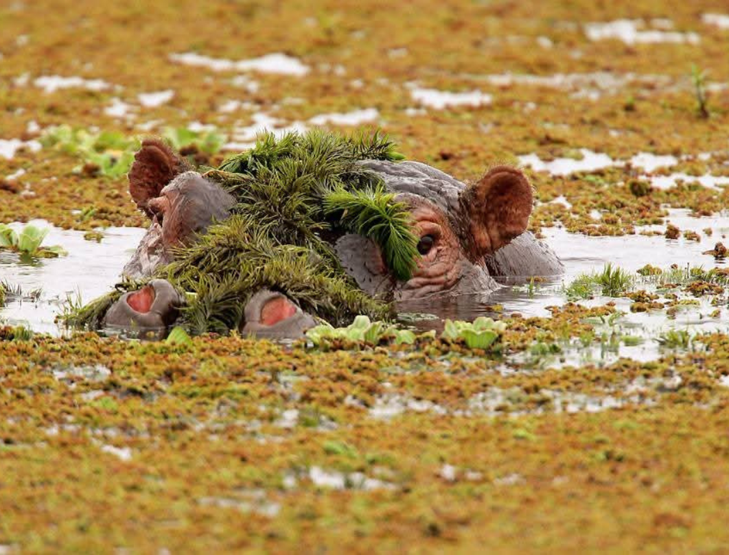 7 Days Kenya Luxury Safari Experience 
