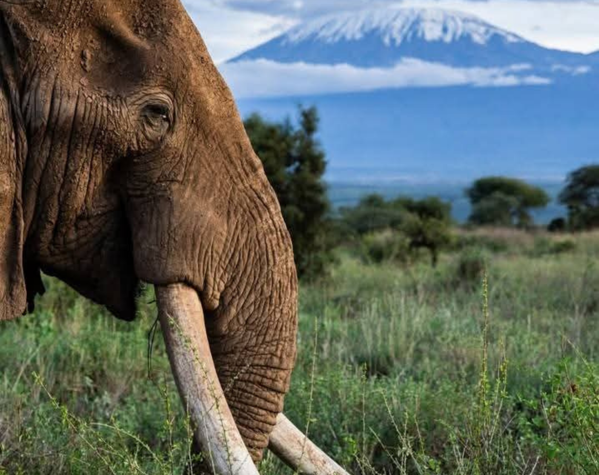 7 Days Maasai Mara & Amboseli Budget Safari