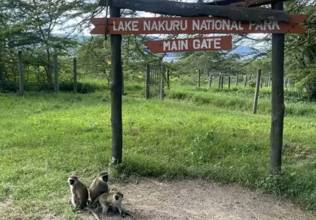 7 Days Maasai Mara & Amboseli Budget Safari