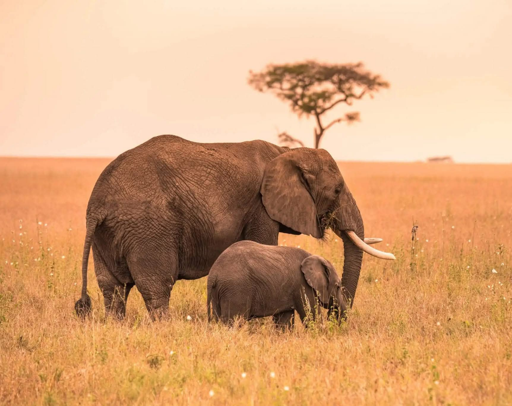 7 Days Tanzania Honeymoon Safari