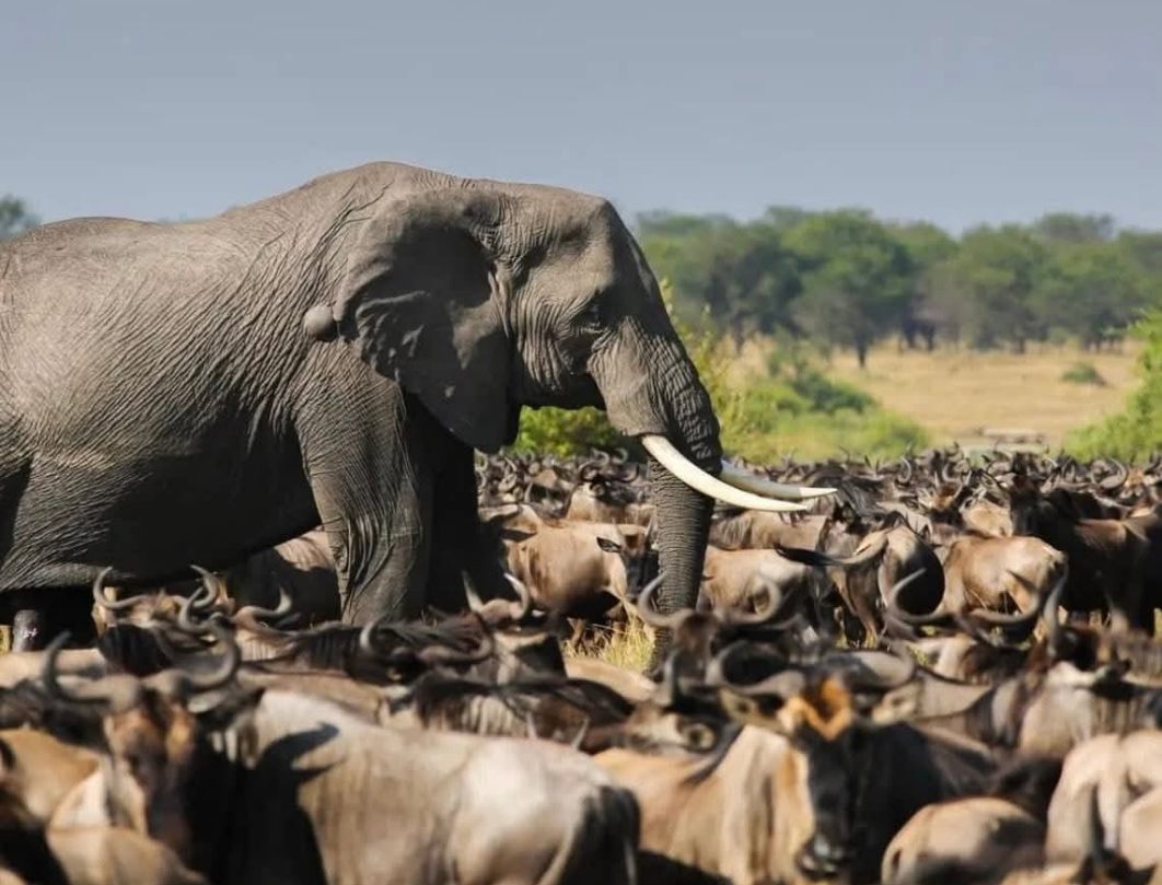 7 Days Tanzania Luxury Safari