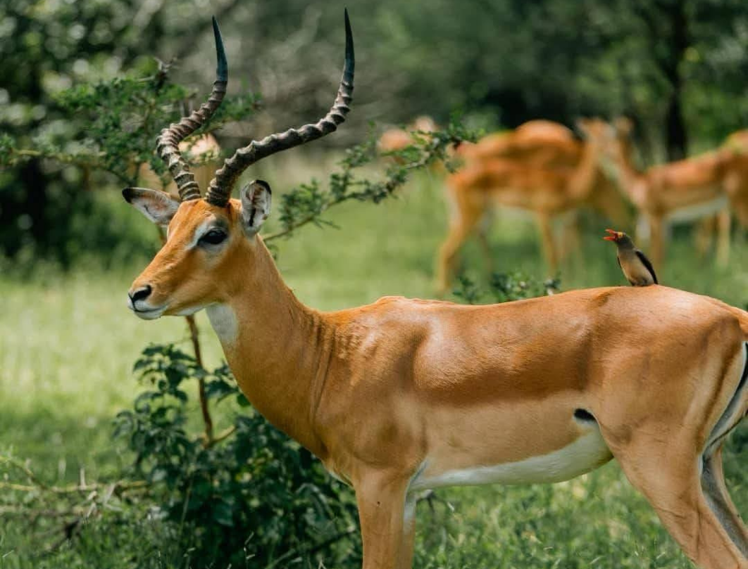 7 Days Tanzania Luxury Safari