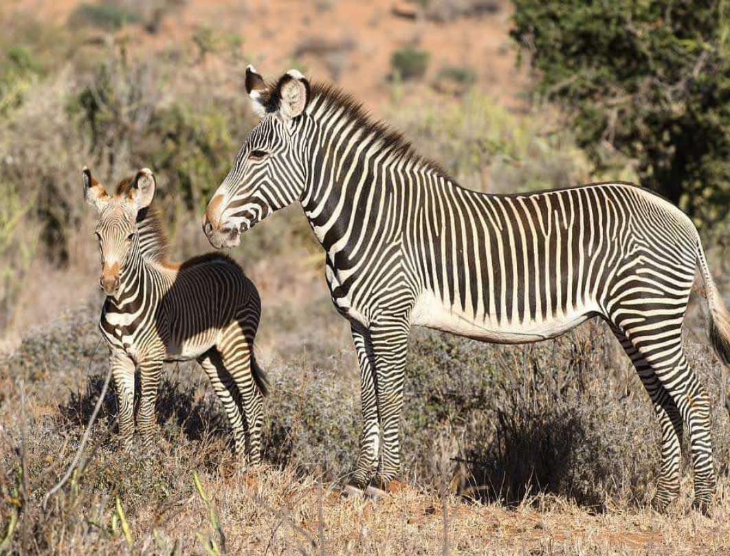 8 Days Magical Honeymoon Safari