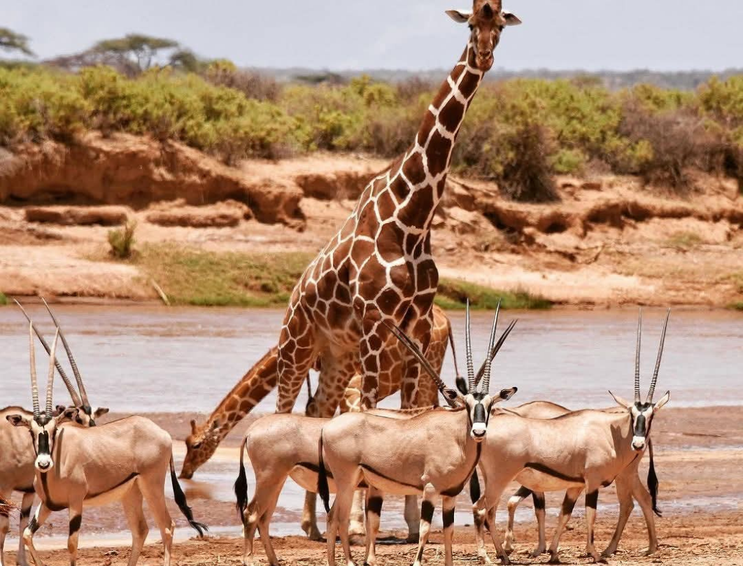 8 Days Explore Kenya Budget Safari