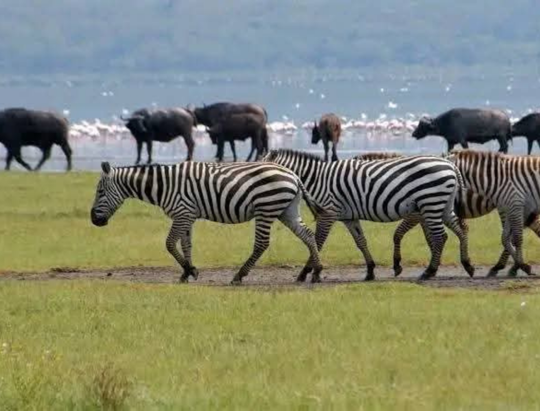 8 Days Explore Kenya Budget Safari
