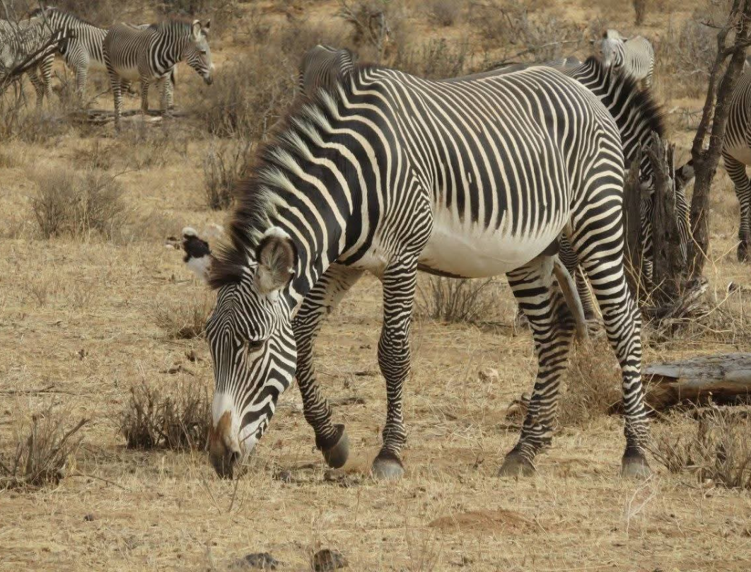 8 Days Explore Kenya Budget Safari