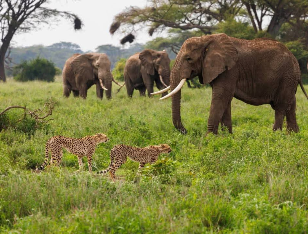 8 Days Tanzania Private Safari