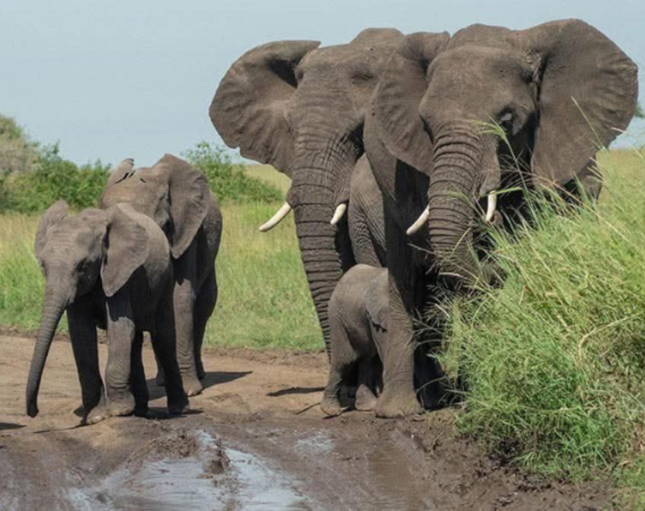 8 Days Tanzania Budget Camping Safari