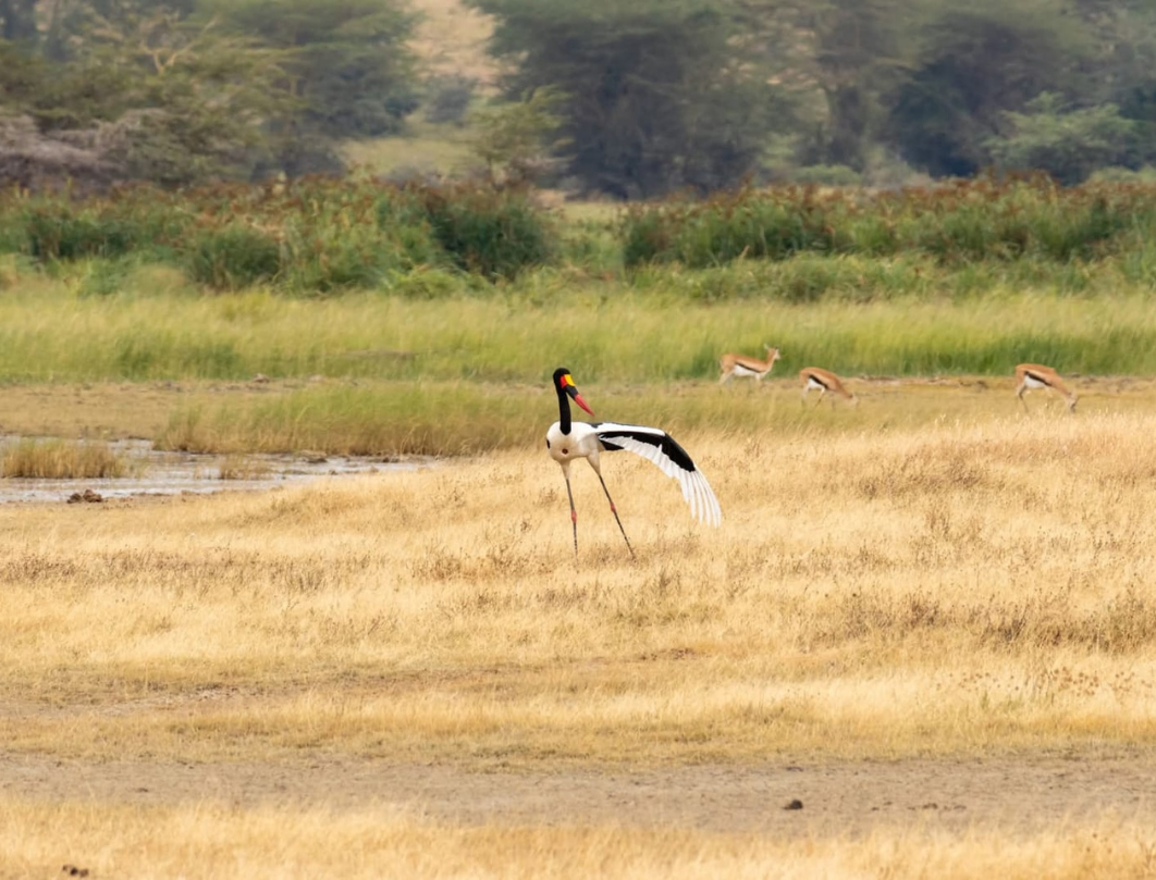 8 Days Tanzania Budget Camping Safari