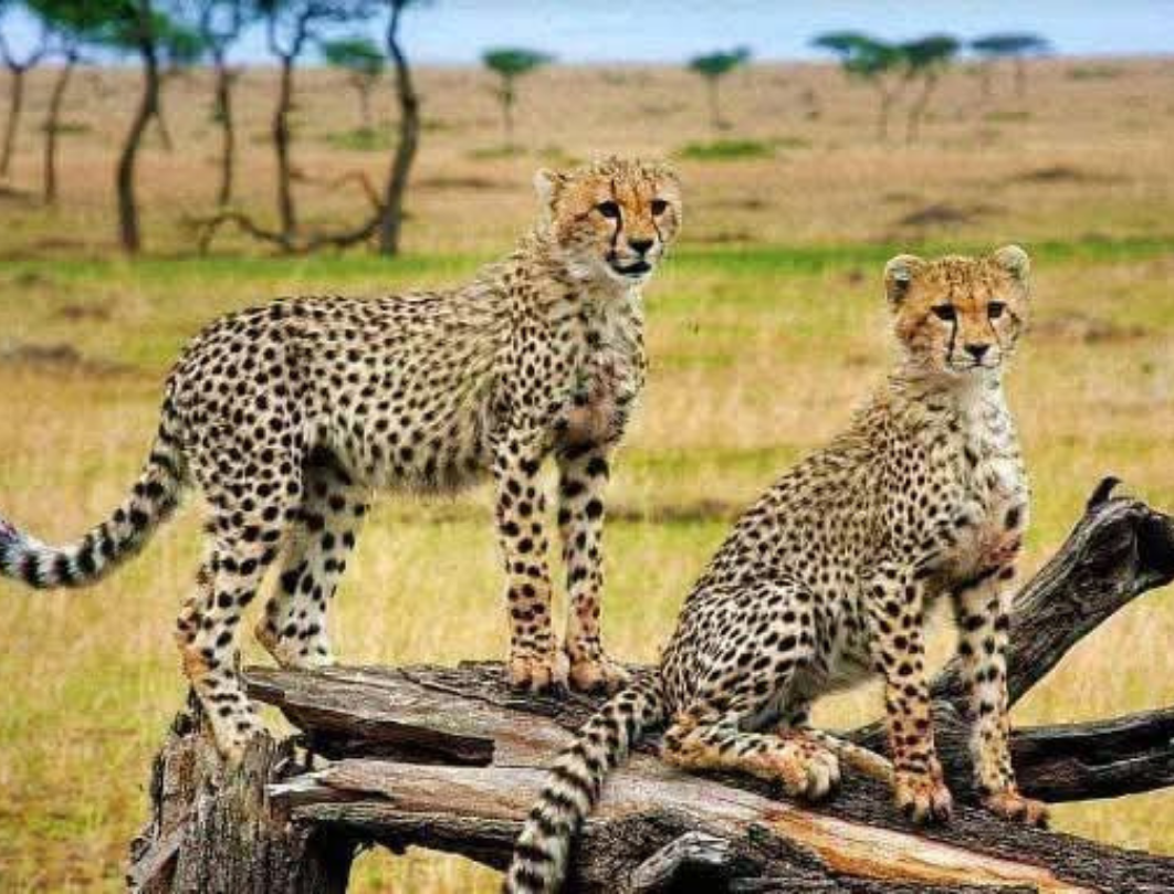 8 Days Tanzania Luxury Safari