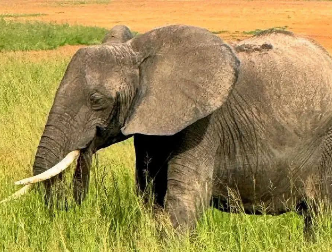 8 Days Tanzania Luxury Safari