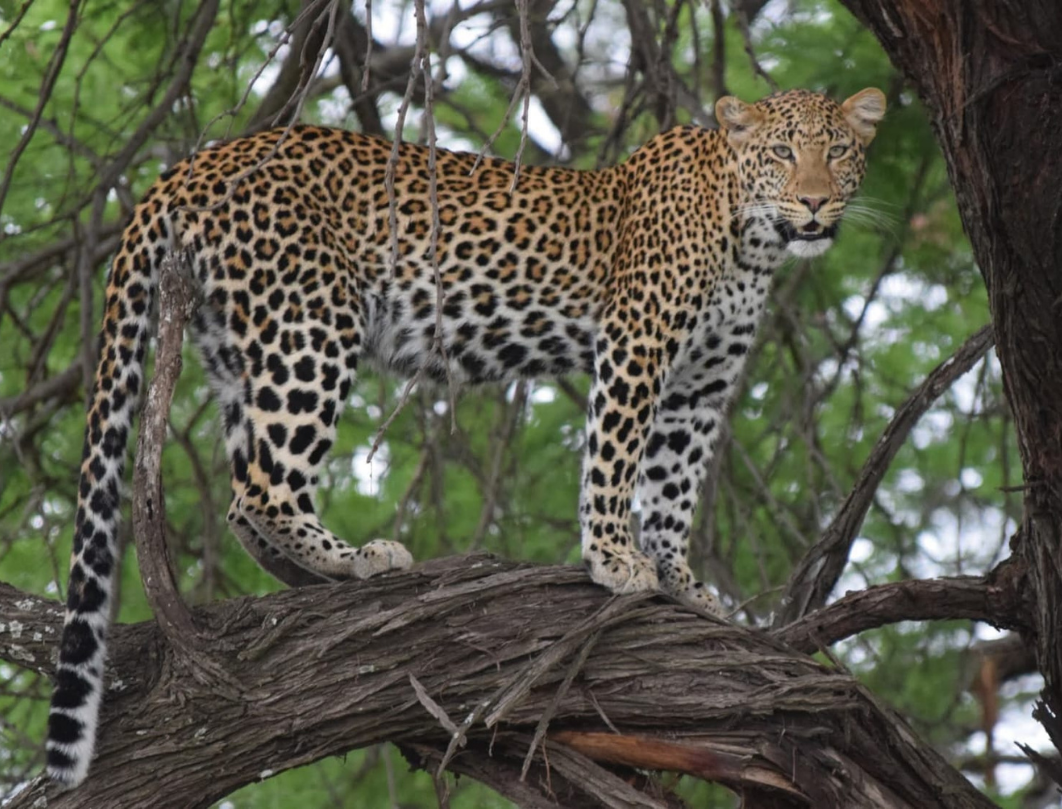 8 Days Tanzania Luxury Safari