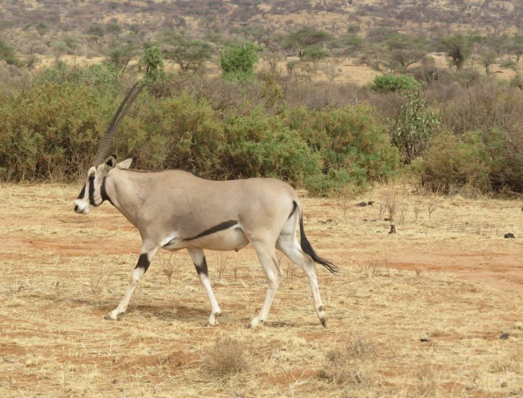 9 Days Explore Kenya Budget Safari