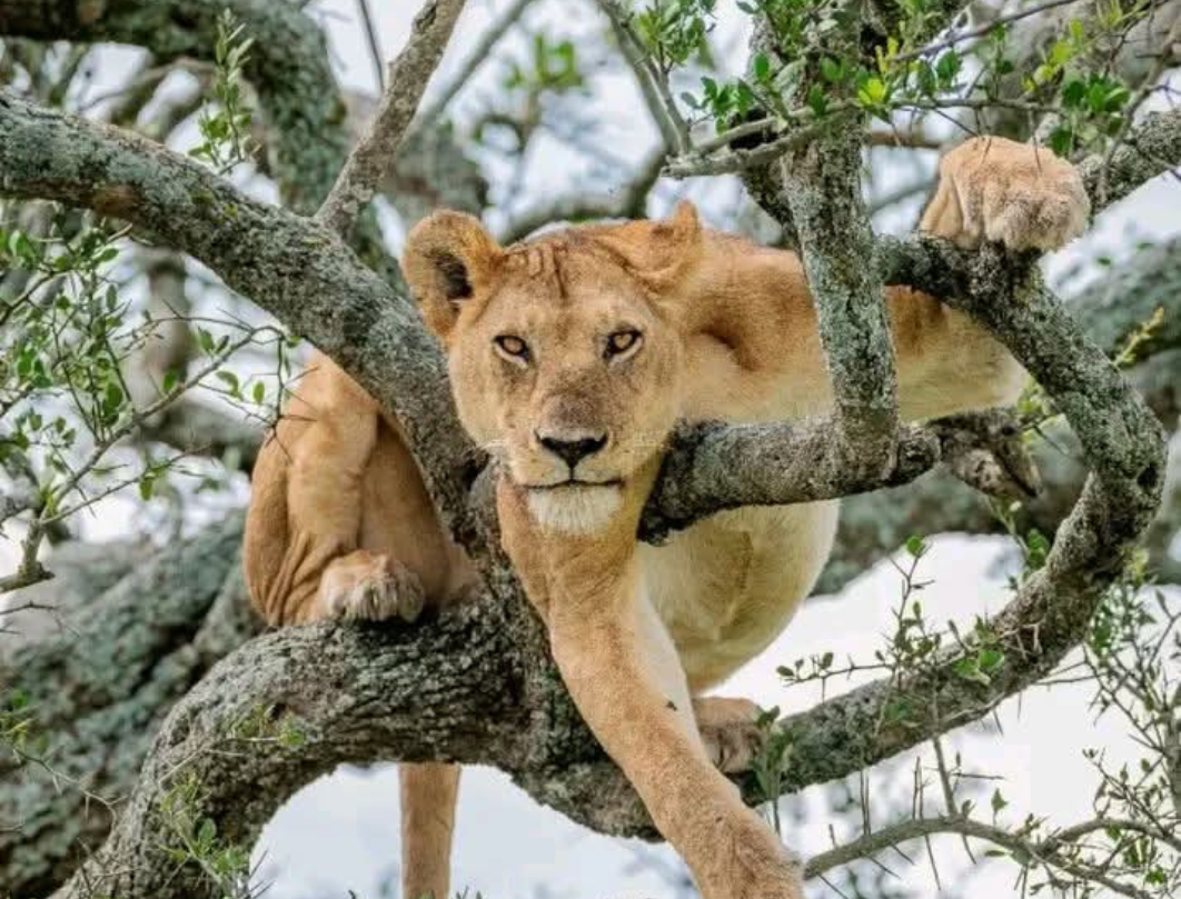 9 Days Tanzania Private Safari