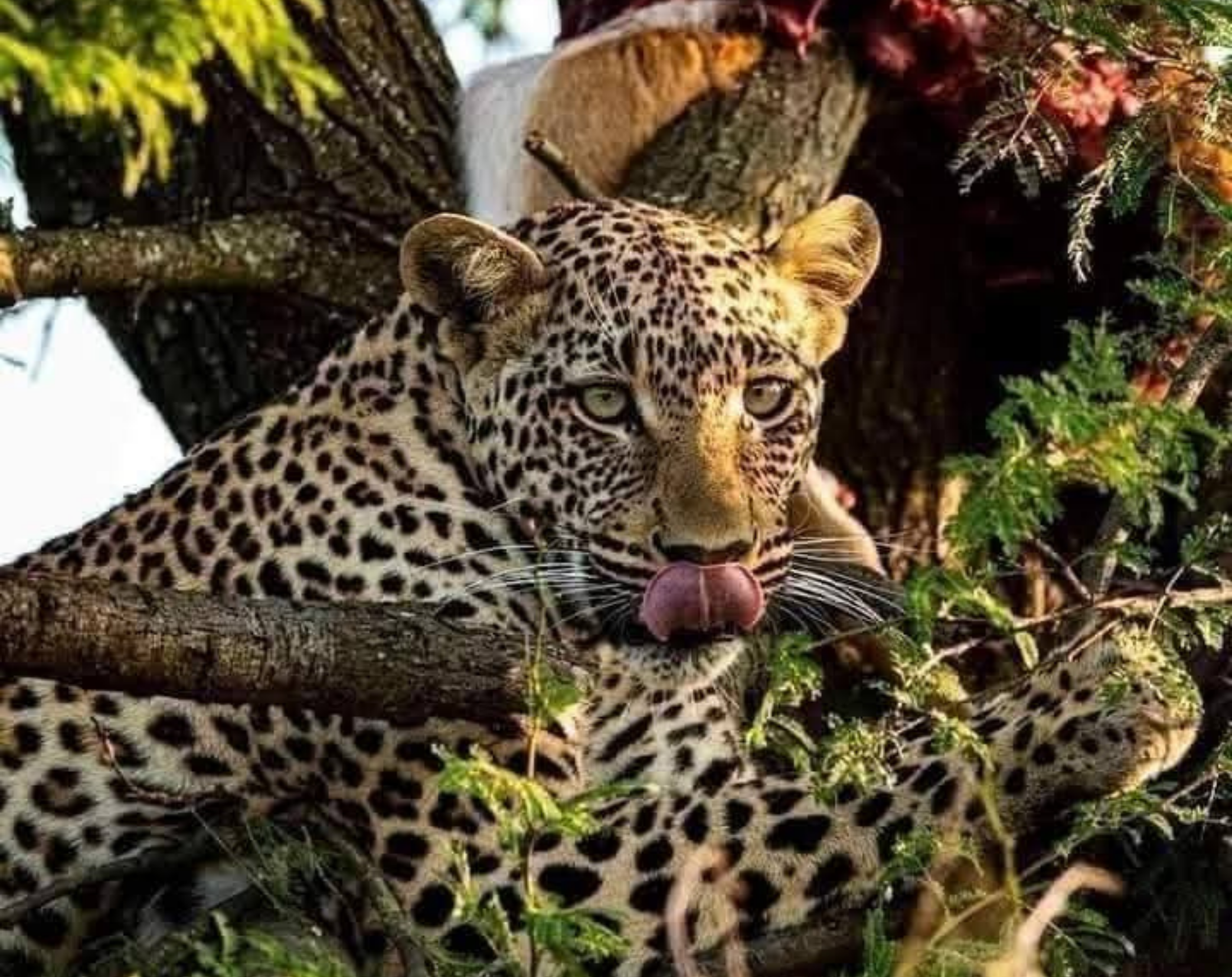 9 Days Tanzania Luxury Safari