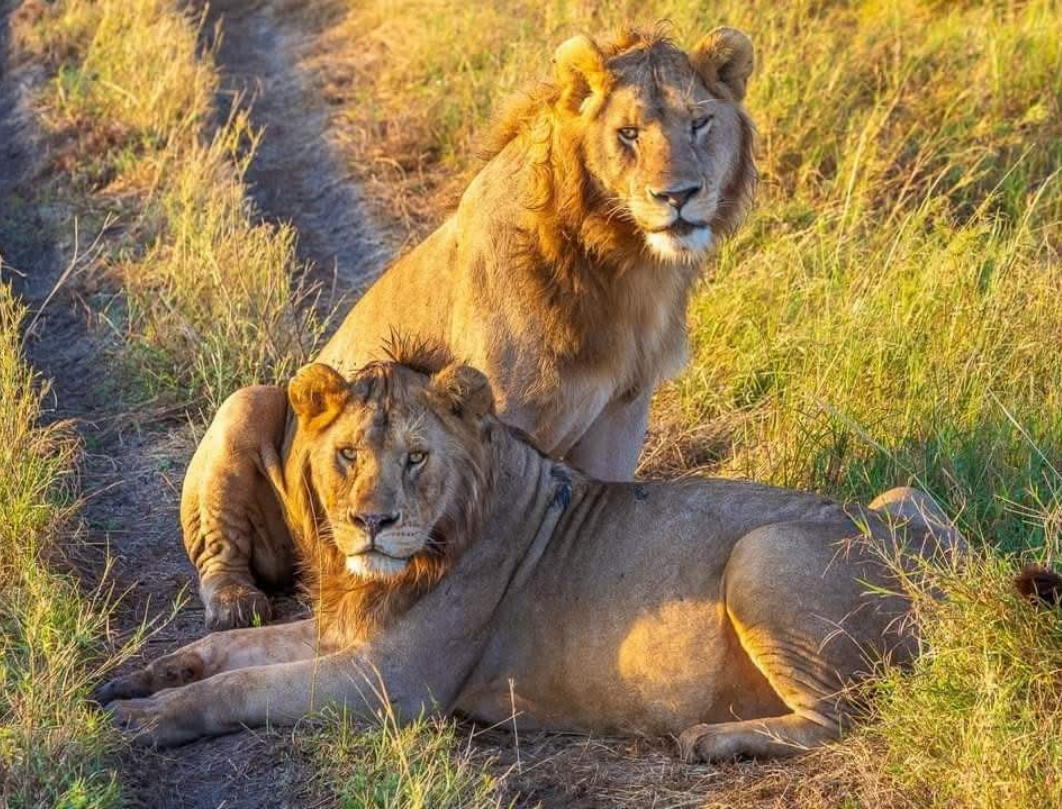 9 Days Tanzania Luxury Safari