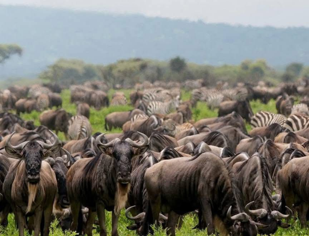 9 Days Tanzania Luxury Safari