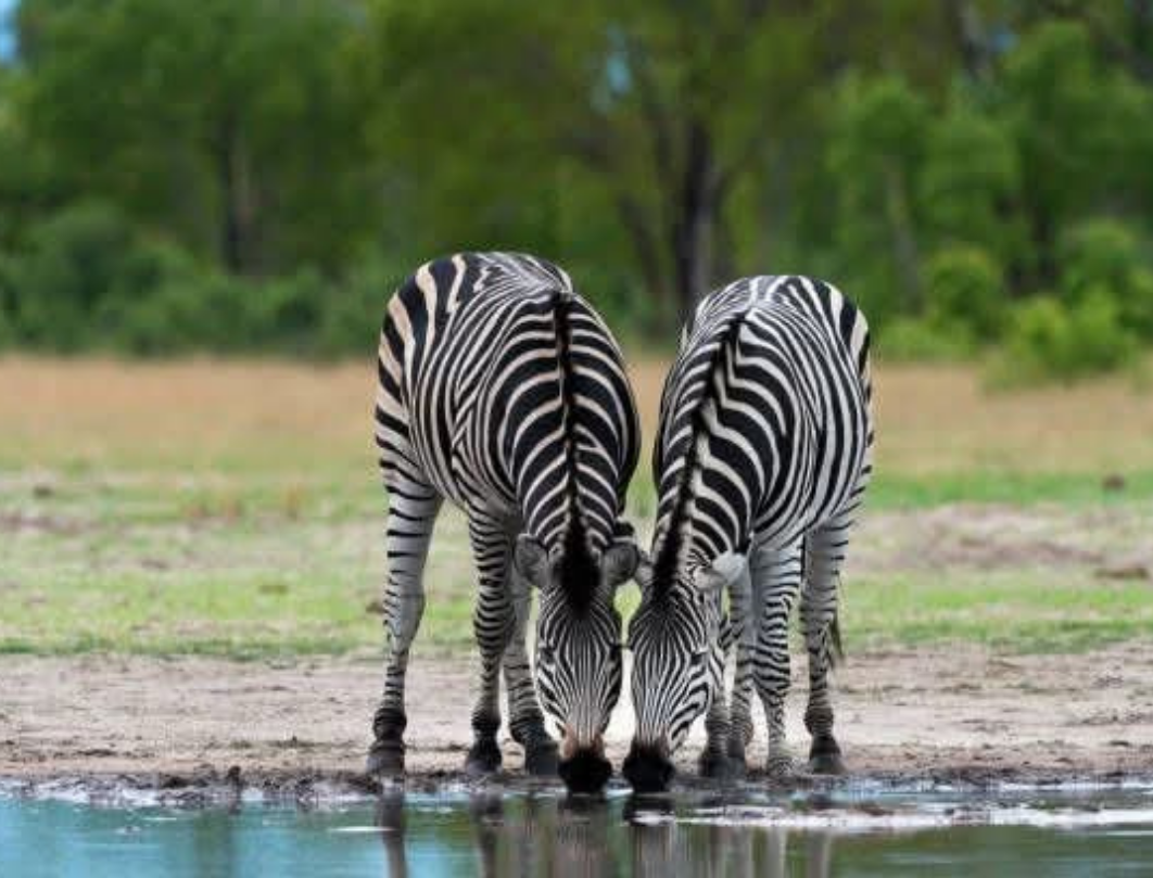 9 Days Tanzania Luxury Safari
