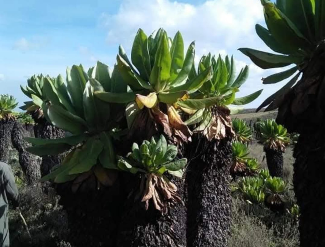 Mount Elgon 2 Days Trekking