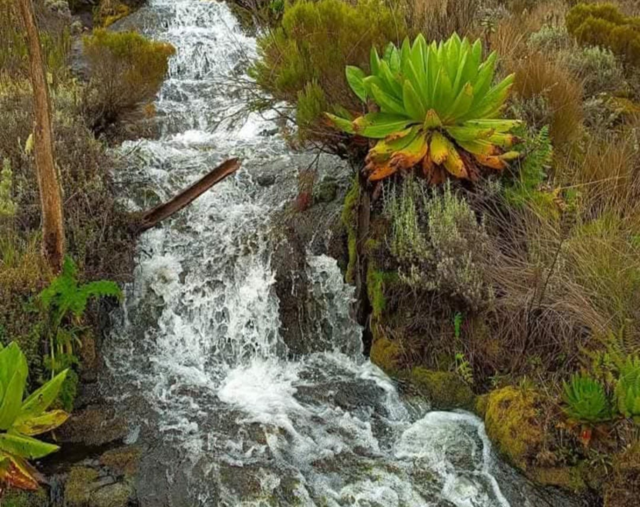 Mount Elgon 2 Days Trekking
