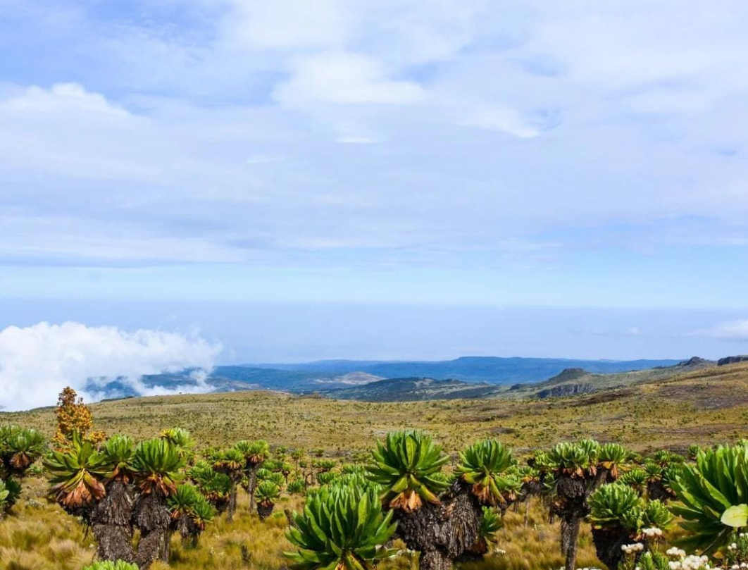 5 Days Mt Elgon Summit Of Serenity
