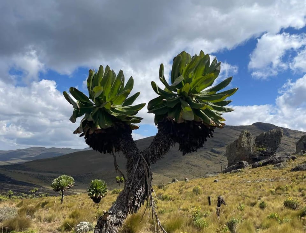 5 Days Mt Elgon Summit Of Serenity