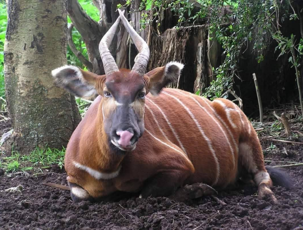 4 Days Nairobi Aberdares Walking Safari