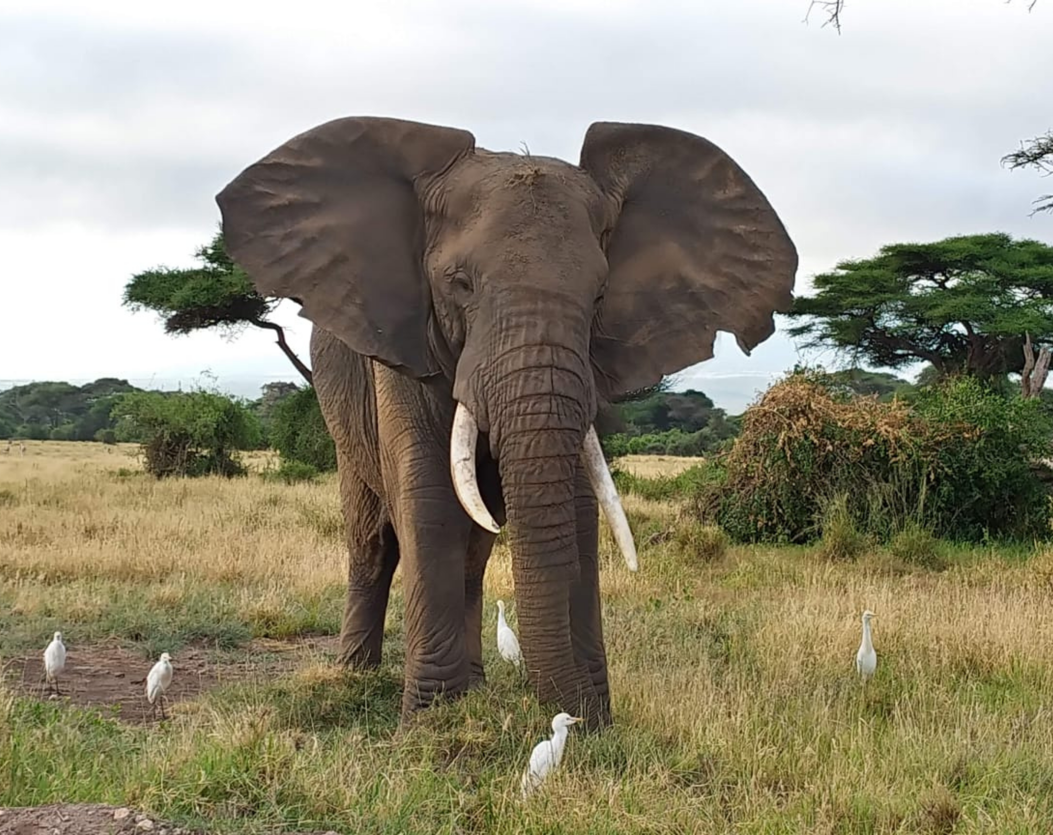 Amboseli Bird Watching Safari 