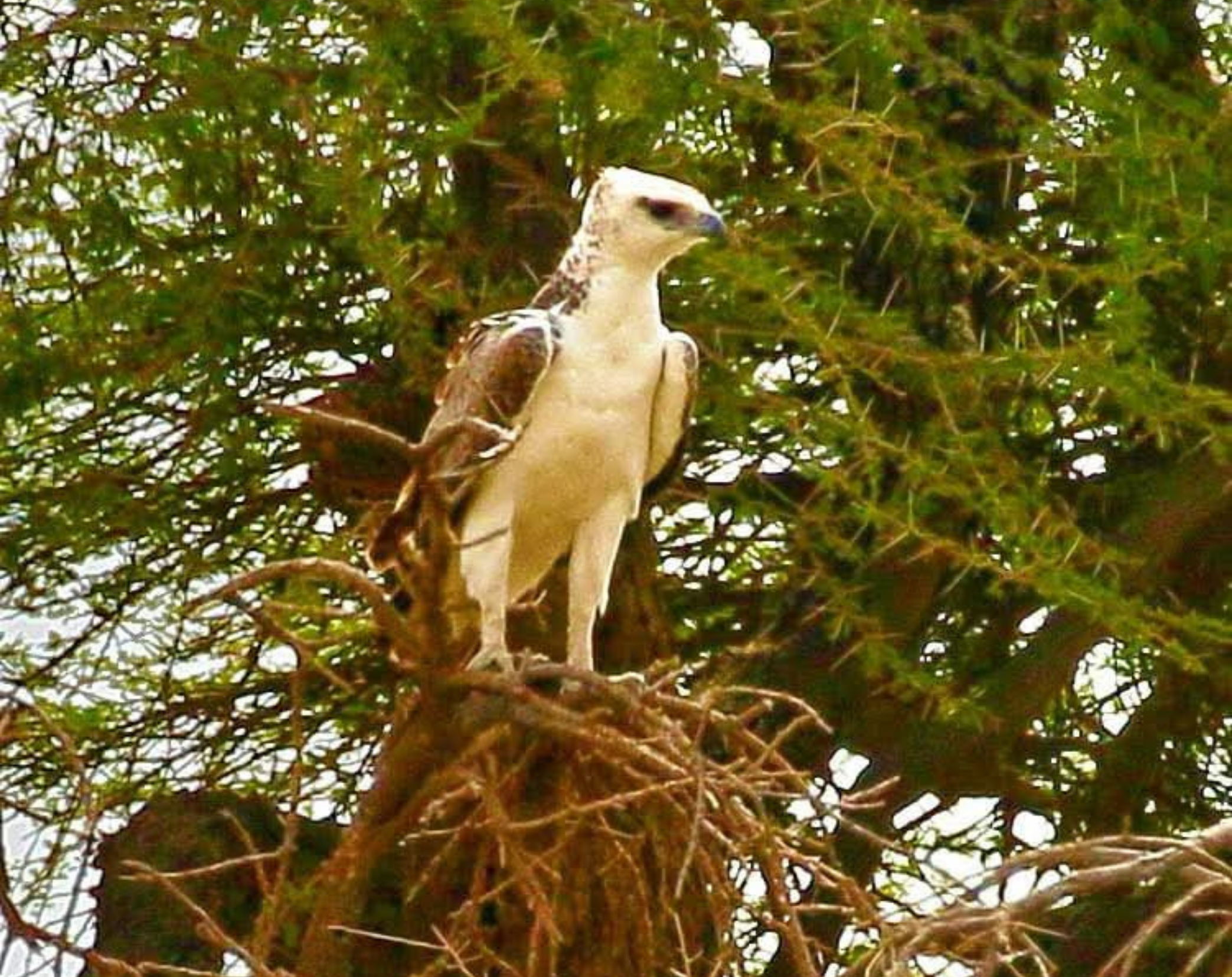 Amboseli Bird Watching Safari 