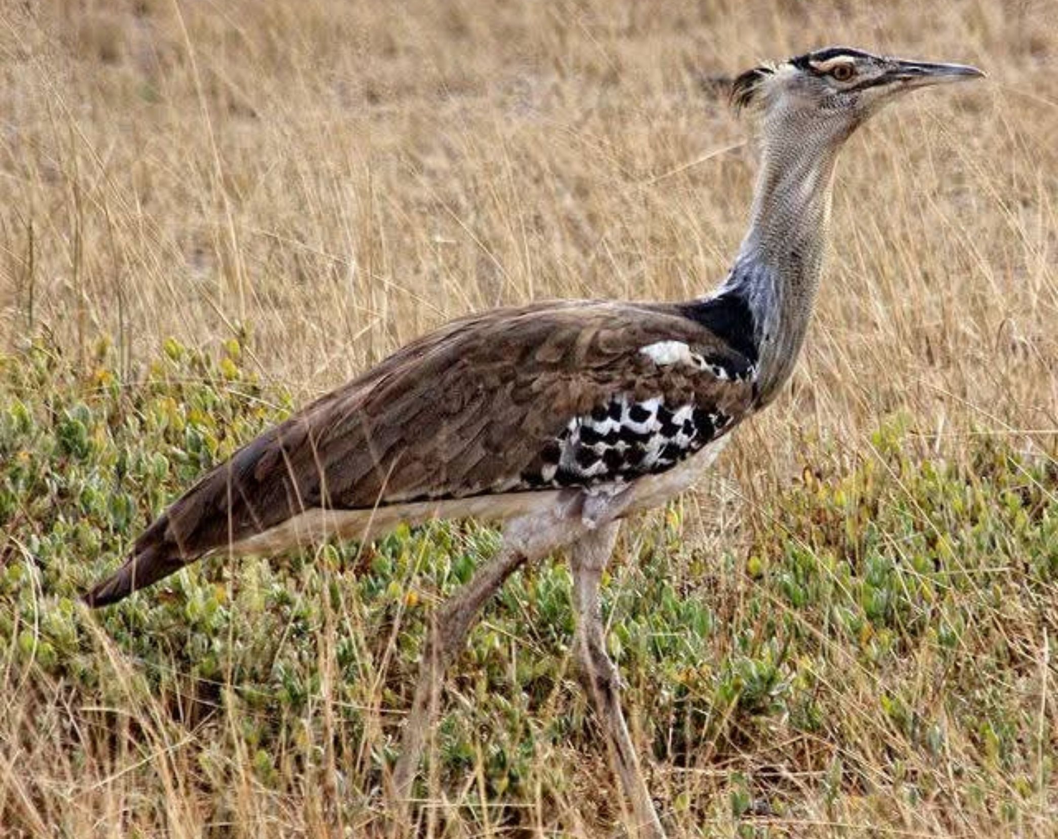 Amboseli Bird Watching Safari 