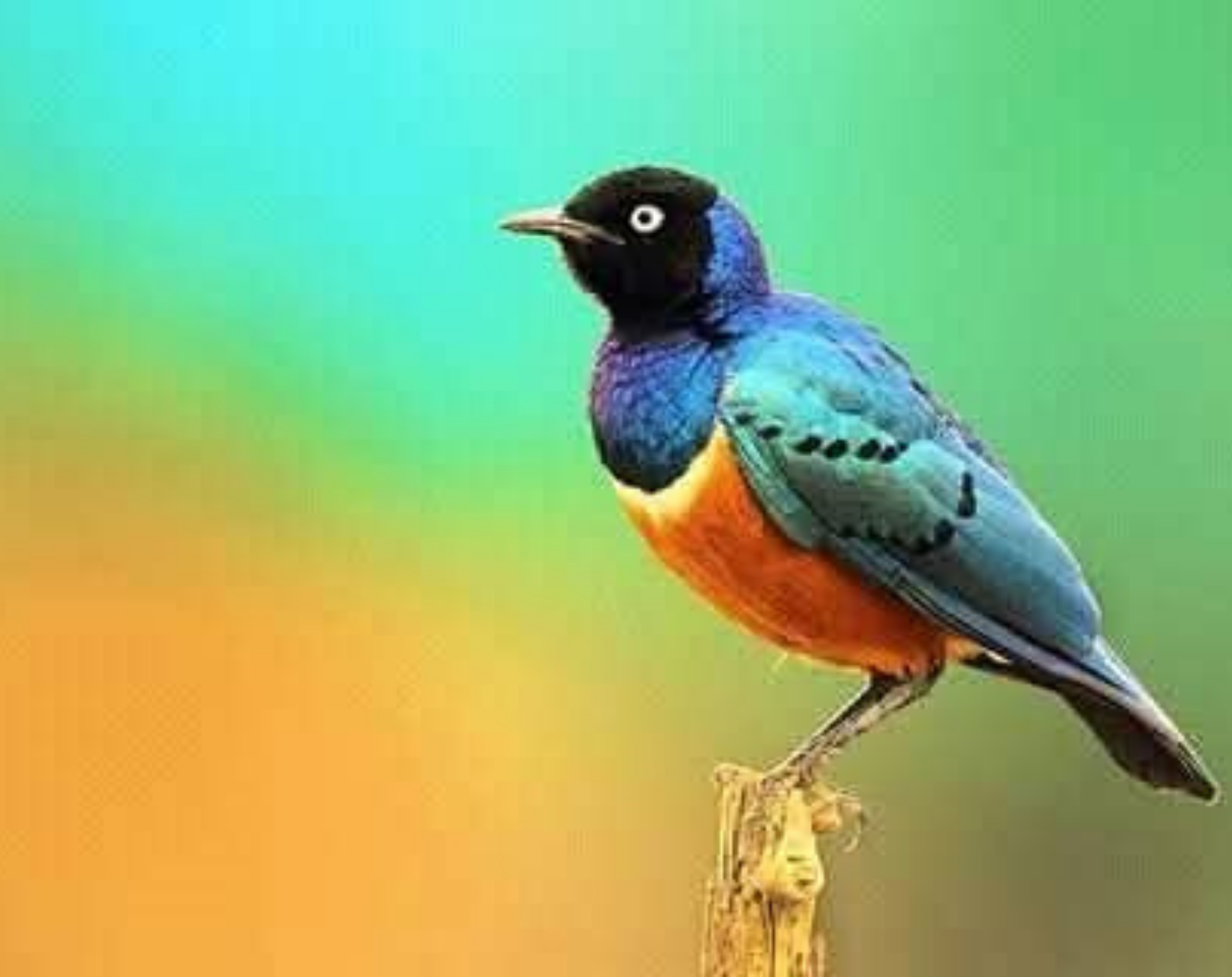 Amboseli Bird Watching Safari 