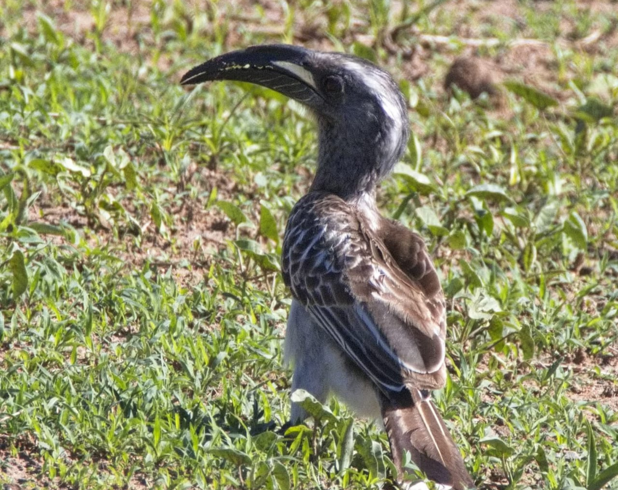 Amboseli Bird Watching Safari 