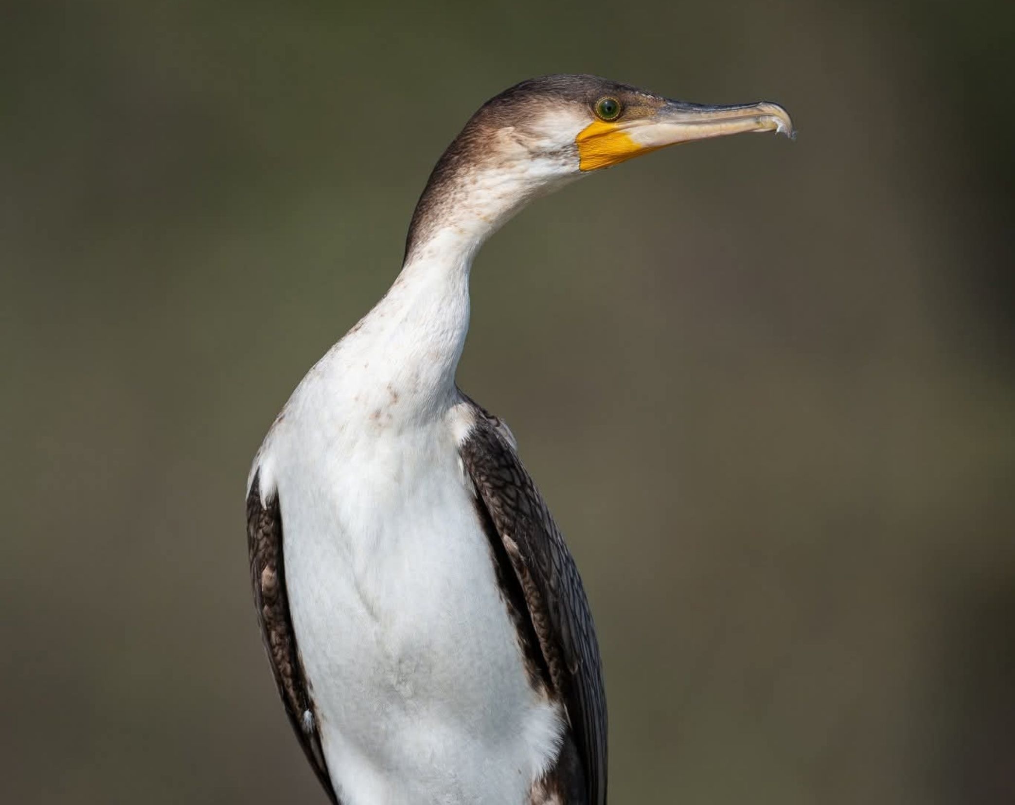 2 Days Lake Baringo Bird Watching Safari