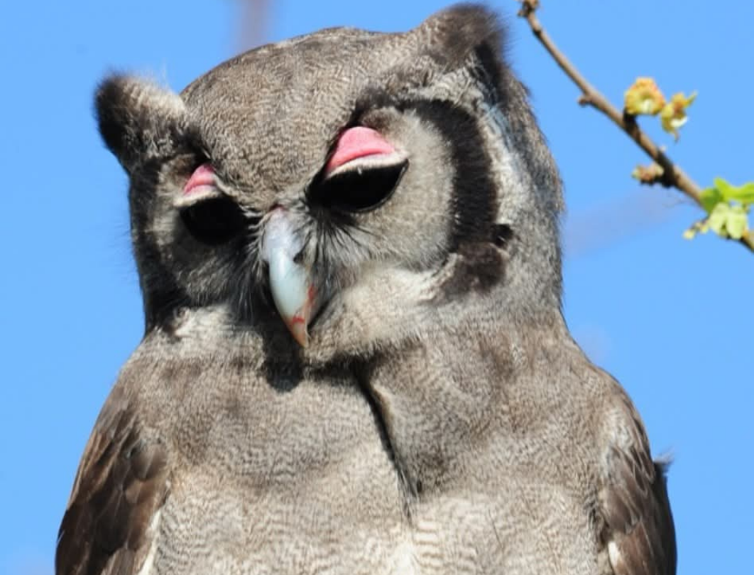 2 Days Lake Baringo Bird Watching Safari