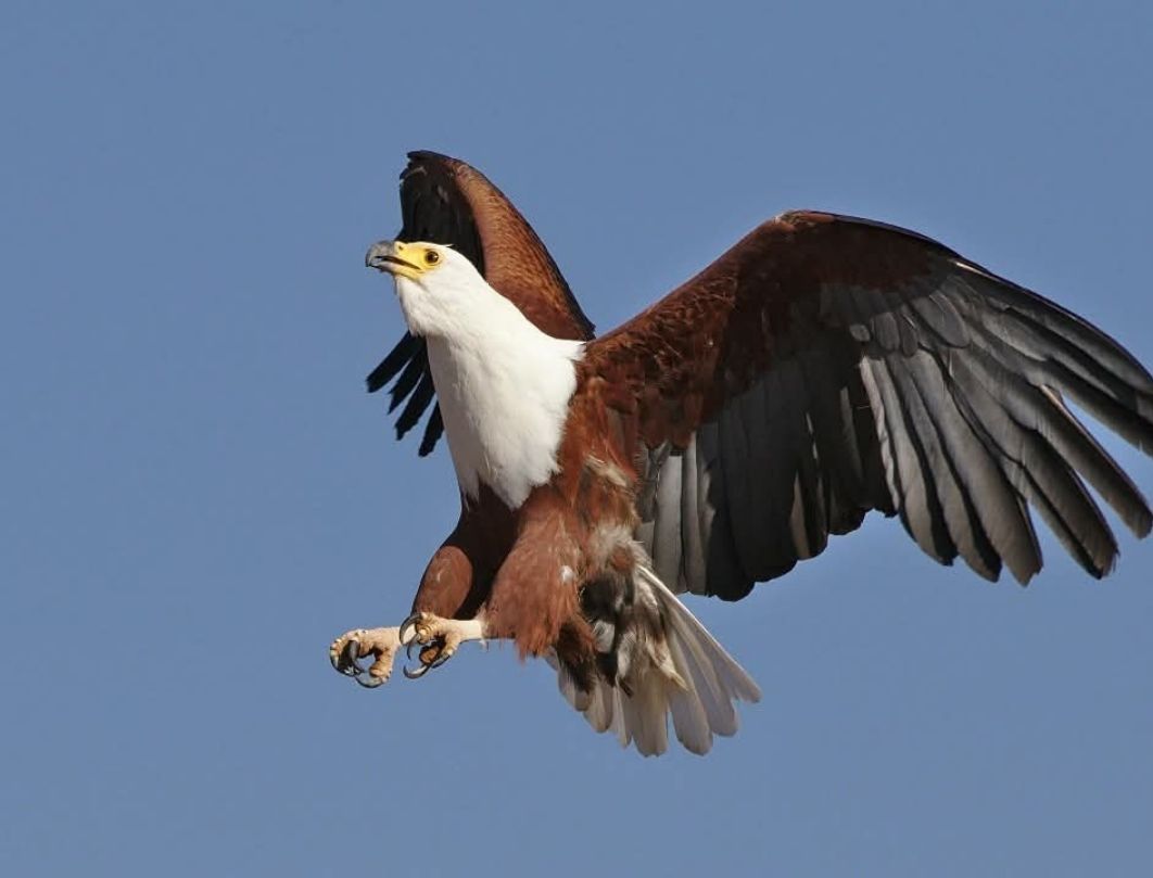 2 Days Lake Baringo Bird Watching Safari