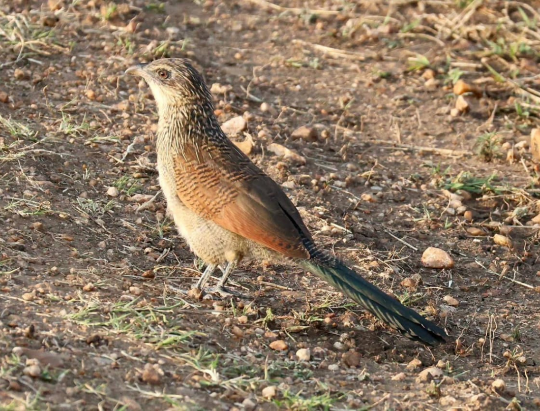 2 Days Lake Baringo Bird Watching Safari
